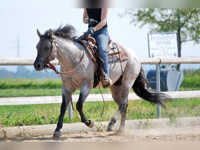 FLAMBOYANT QUIXOTE American Quarter Horse Hengst Roan-Blue in Falkensee