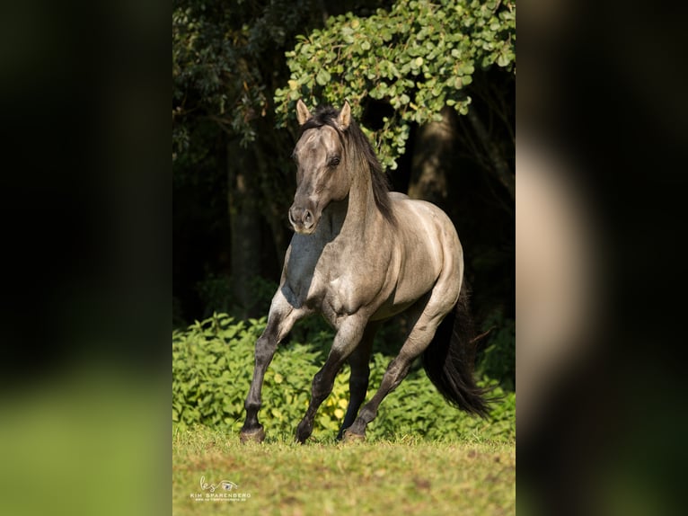 FLAMBOYANT QUIXOTE American Quarter Horse Hengst Roan-Blue in Falkensee