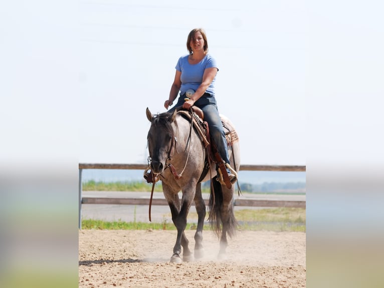 FLAMBOYANT QUIXOTE American Quarter Horse Hengst Roan-Blue in Falkensee