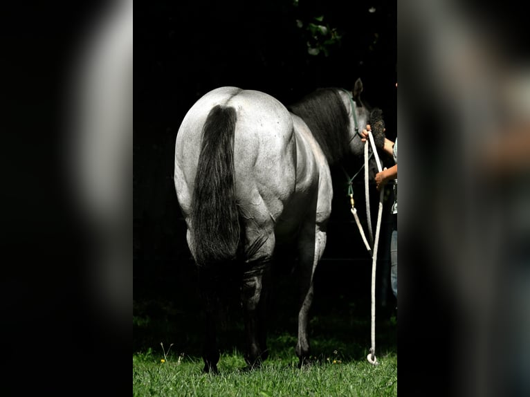 FLAMBOYANT QUIXOTE American Quarter Horse Hengst Roan-Blue in Falkensee