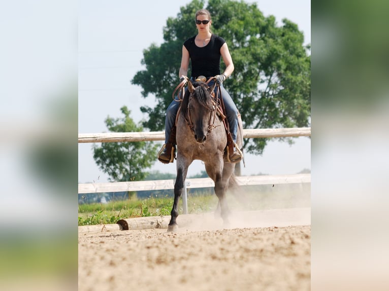 FLAMBOYANT QUIXOTE American Quarter Horse Hengst Roan-Blue in Falkensee