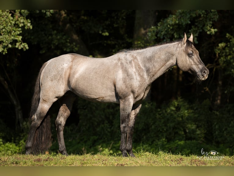 FLAMBOYANT QUIXOTE American Quarter Horse Hengst Roan-Blue in Falkensee