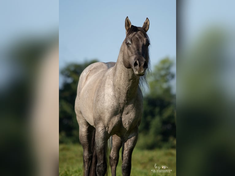 FLAMBOYANT QUIXOTE American Quarter Horse Hengst Roan-Blue in Falkensee