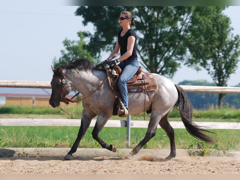 FLAMBOYANT QUIXOTE American Quarter Horse Hengst Roan-Blue in Falkensee