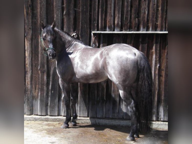 FLAMBOYANT QUIXOTE American Quarter Horse Hengst Roan-Blue in Falkensee