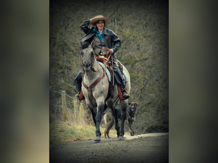 FLAMBOYANT QUIXOTE American Quarter Horse Hengst Roan-Blue in Falkensee