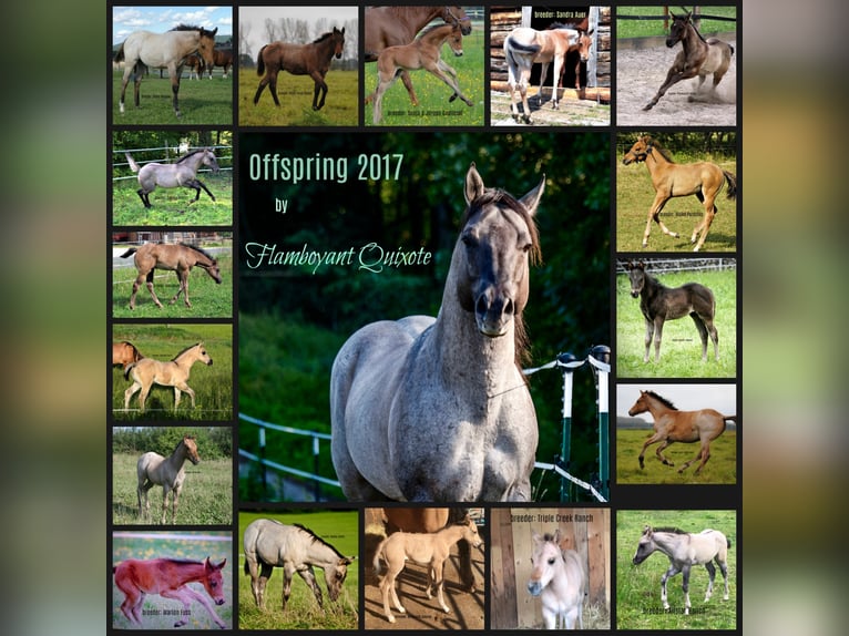 FLAMBOYANT QUIXOTE American Quarter Horse Stallion Roan-Blue in Falkensee