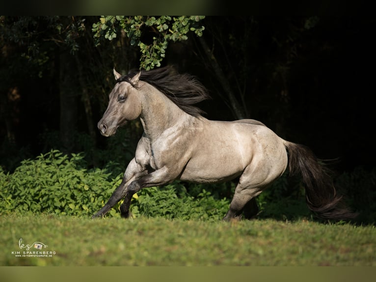 FLAMBOYANT QUIXOTE American Quarter Horse Stallion Roan-Blue in Falkensee