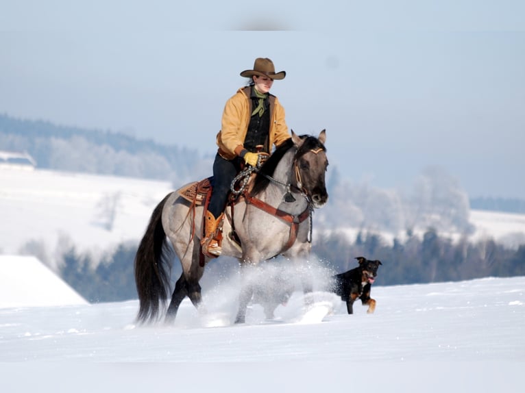 FLAMBOYANT QUIXOTE American Quarter Horse Stallone Roano blu in Falkensee