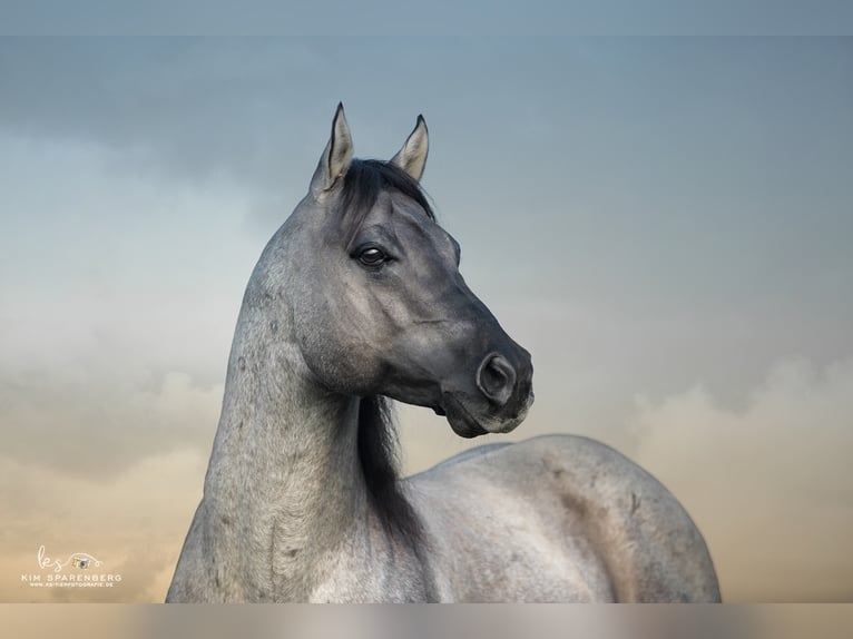 FLAMBOYANT QUIXOTE American Quarter Horse Stallone Roano blu in Falkensee