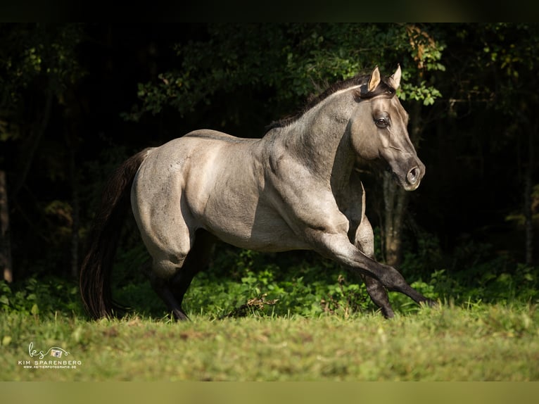 FLAMBOYANT QUIXOTE American Quarter Horse Stallone Roano blu in Falkensee