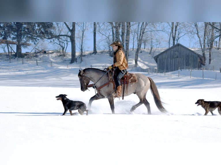 FLAMBOYANT QUIXOTE American Quarter Horse Stallone Roano blu in Falkensee