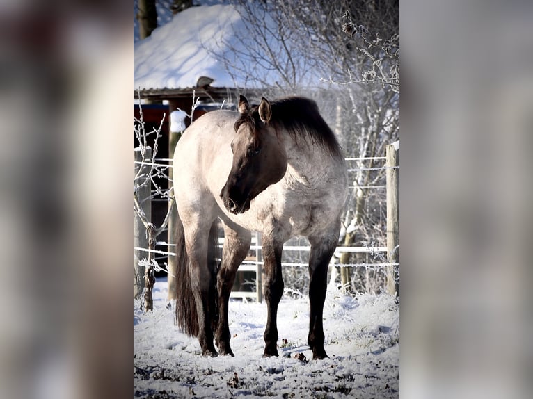 FLAMBOYANT QUIXOTE American Quarter Horse Stallone Roano blu in Falkensee