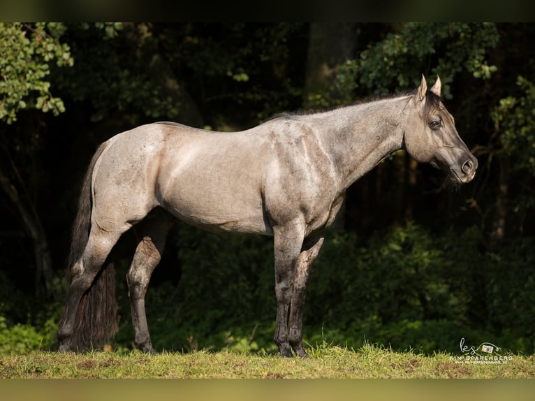 FLAMBOYANT QUIXOTE Caballo cuarto de milla Semental in Falkensee