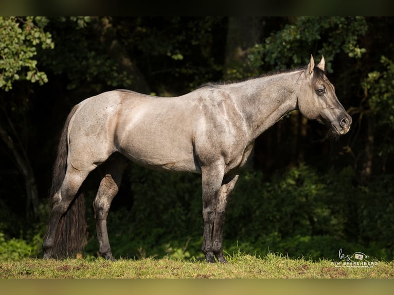 FLAMBOYANT QUIXOTE Quarter horse américain Étalon Rouan Bleu in Falkensee