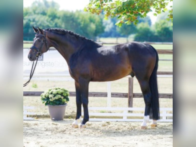 FLASHBACK WFFS FREI Cheval de sport suisse Étalon in Riedstadt Wolfskehlen