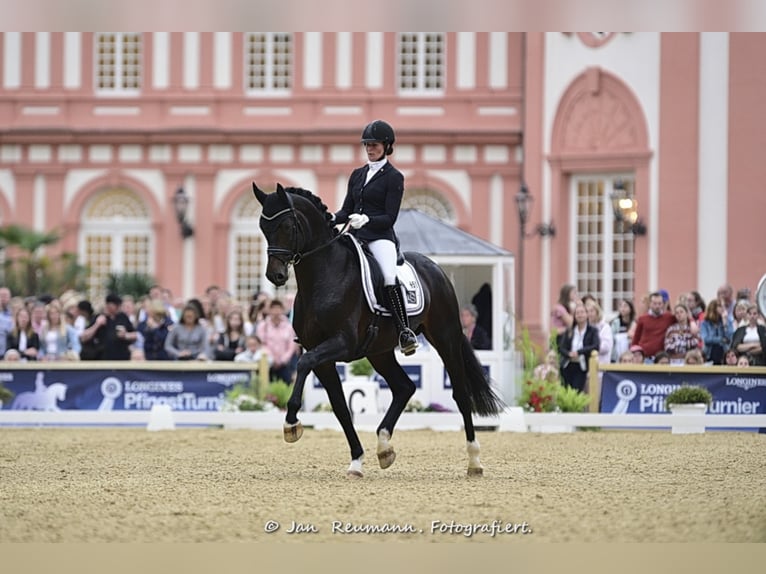 FLASHBACK WFFS FREI Cheval de sport suisse Étalon in Riedstadt Wolfskehlen