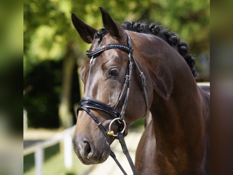 FLASHBACK WFFS FREI Schweizer Warmblut Hengst in Riedstadt Wolfskehlen