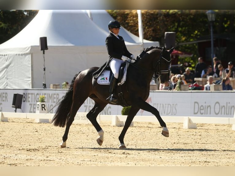 FLASHBACK WFFS FREI Schweizer Warmblut Hengst in Riedstadt Wolfskehlen