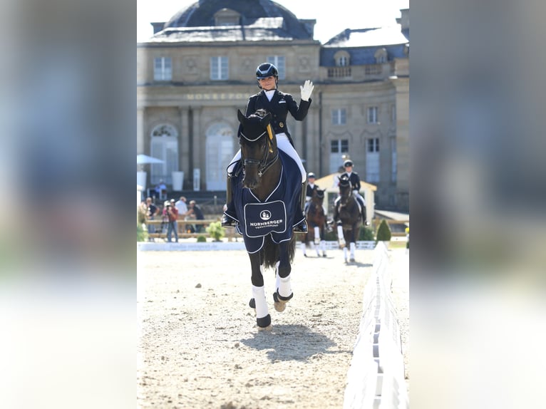 FLASHBACK WFFS FREI Szwajcarski koń sportowy Ogier Ciemnogniada in Riedstadt Wolfskehlen