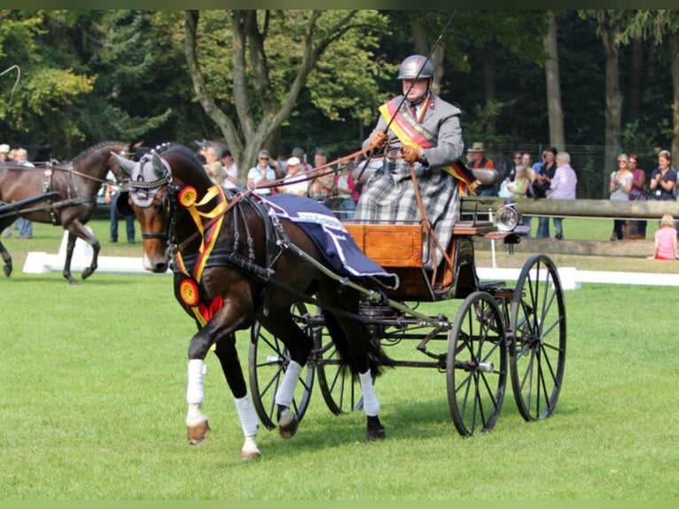 FLAVIS Westfaal Hengst Bruin in Warendorf