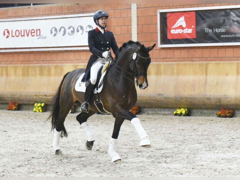 FLAVIS Westfaal Hengst Bruin in Warendorf
