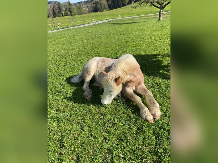 flege oder Reitbeteiligung gesucht