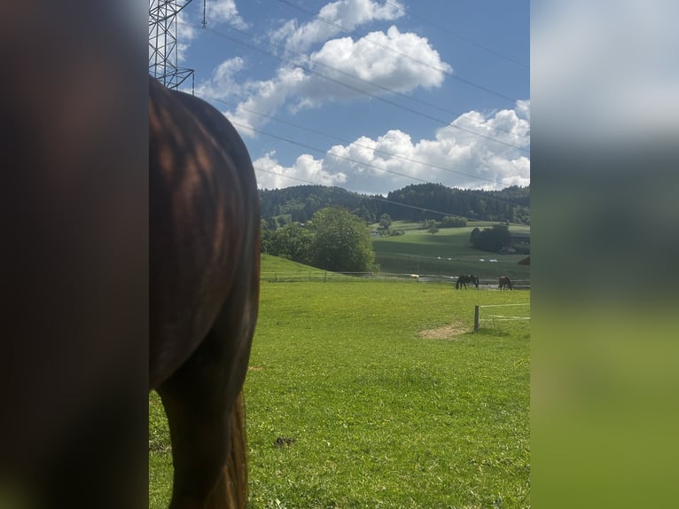 flege oder Reitbeteiligung gesucht