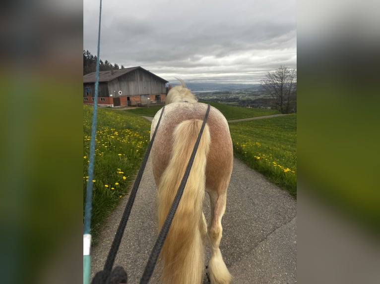 flege oder Reitbeteiligung gesucht