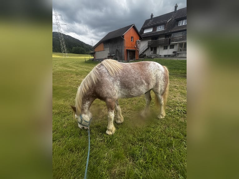 flege oder Reitbeteiligung gesucht