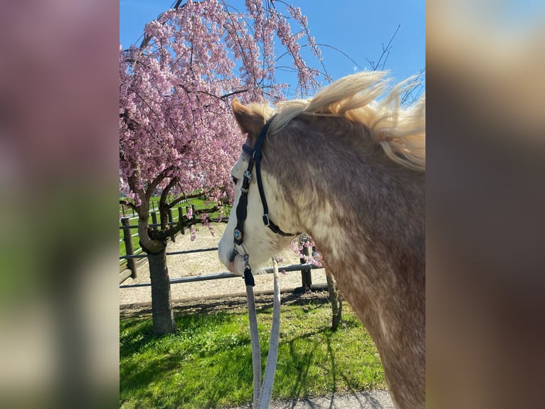 flege oder Reitbeteiligung gesucht
