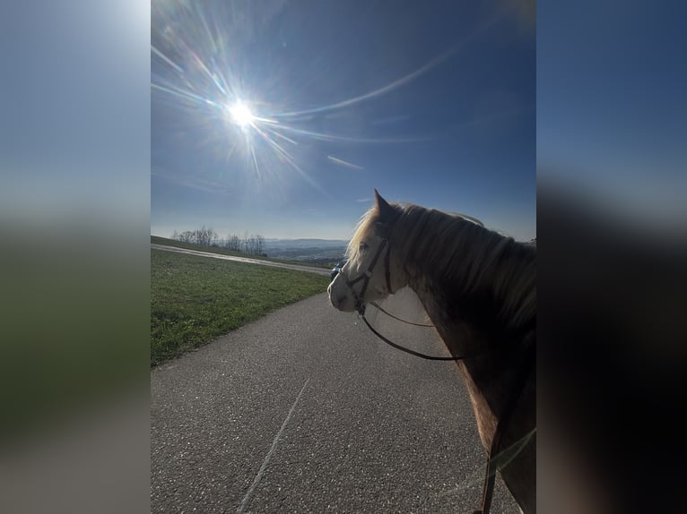 flege oder Reitbeteiligung gesucht