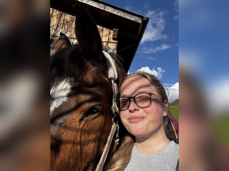 flege oder Reitbeteiligung gesucht