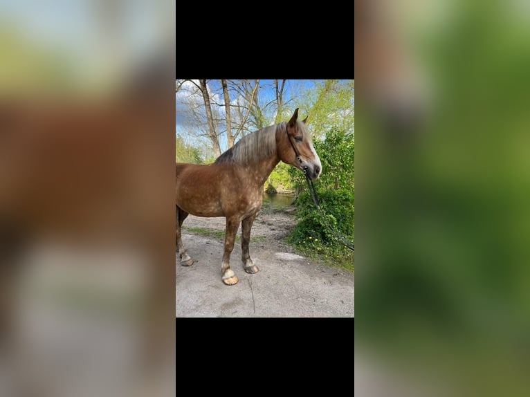 Flemish Horse Gelding 15 years 18 hh Dun in Bernburg