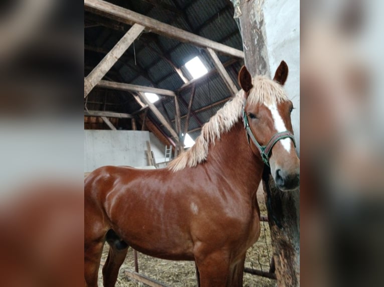 Flemish Horse Gelding 2 years 17,1 hh Bay in Klooster Lidlum