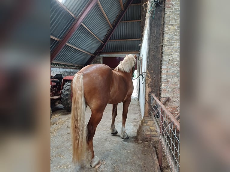 Flemish Horse Gelding 2 years 17,1 hh Bay in Klooster Lidlum