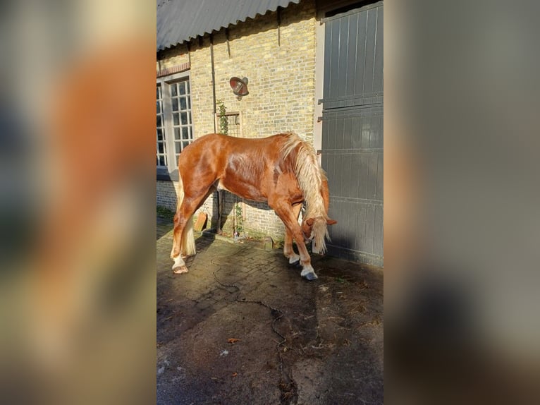 Flemish Horse Gelding 2 years 17 hh Bay in Klooster Lidlum