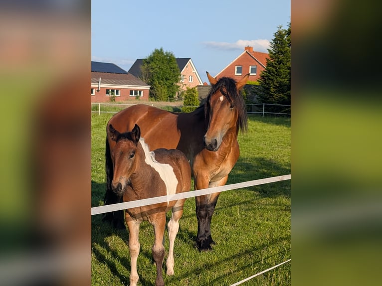 Flemish Horse Mix Mare 4 years 16,2 hh in Weener
