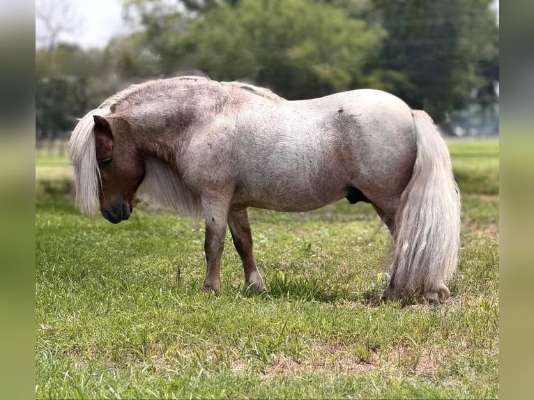 Fler ponnyer/små hästar Hingst 11 år 84 cm Rödskimmel in Dennis, TX