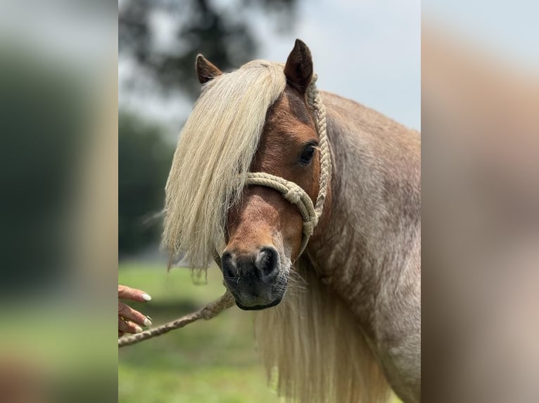 Fler ponnyer/små hästar Hingst 11 år 84 cm Rödskimmel in Dennis, TX