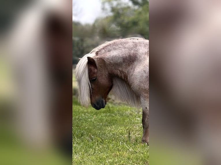 Fler ponnyer/små hästar Hingst 11 år 84 cm Rödskimmel in Dennis, TX