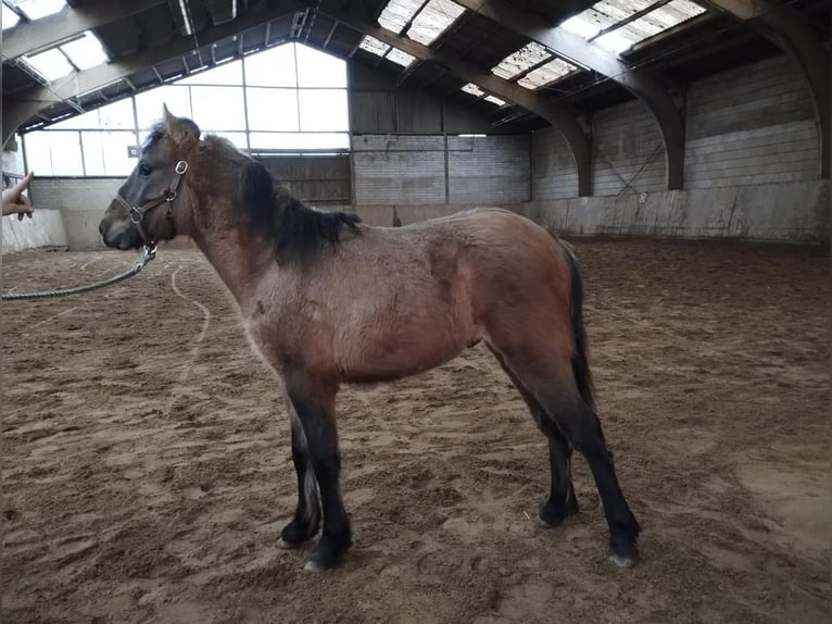 Fler ponnyer/små hästar Hingst 1 år 105 cm Braunfalbschimmel in Euskirchen