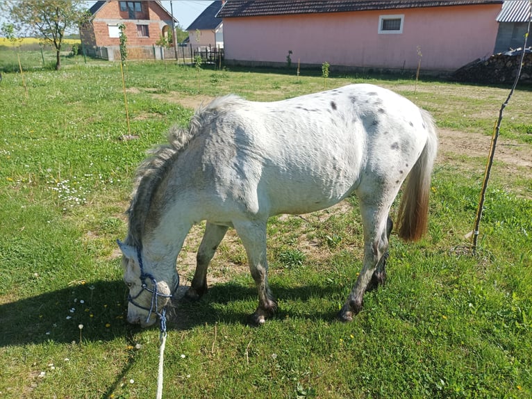 Fler ponnyer/små hästar Hingst 1 år 135 cm Leopard-Piebald in Vaspör