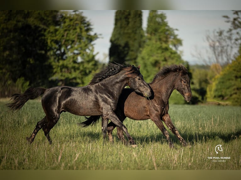 Fler ponnyer/små hästar Hingst 1 år 150 cm Mörkbrun in Pohlheim