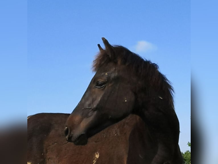 Fler ponnyer/små hästar Hingst 1 år 150 cm Mörkbrun in Pohlheim