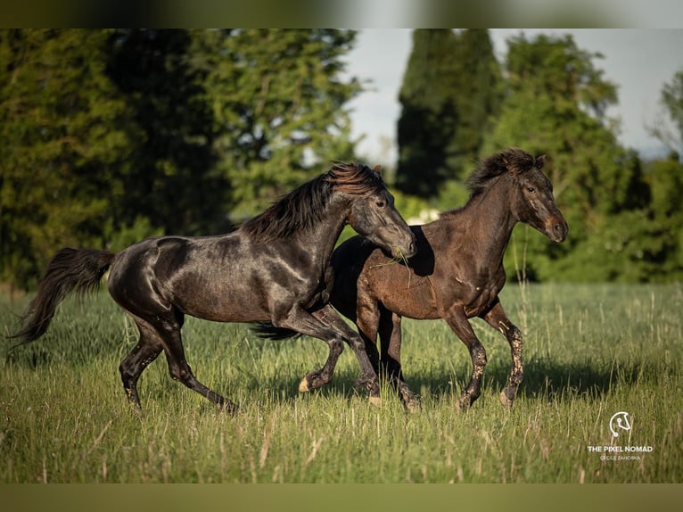 Fler ponnyer/små hästar Hingst 1 år 150 cm Mörkbrun in Pohlheim