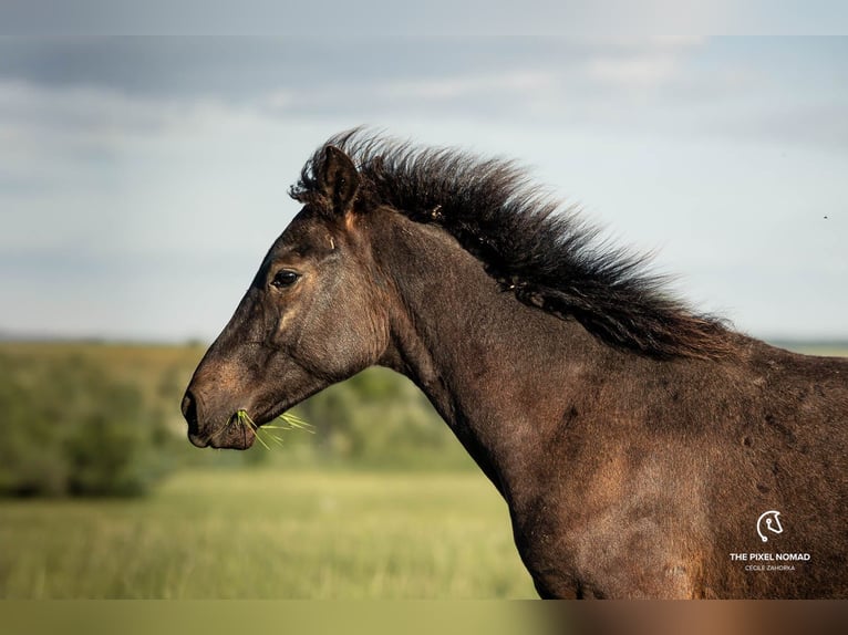 Fler ponnyer/små hästar Hingst 1 år 150 cm Mörkbrun in Pohlheim