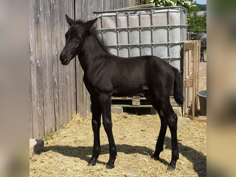 Fler ponnyer/små hästar Hingst 1 år 150 cm Mörkbrun in Pohlheim