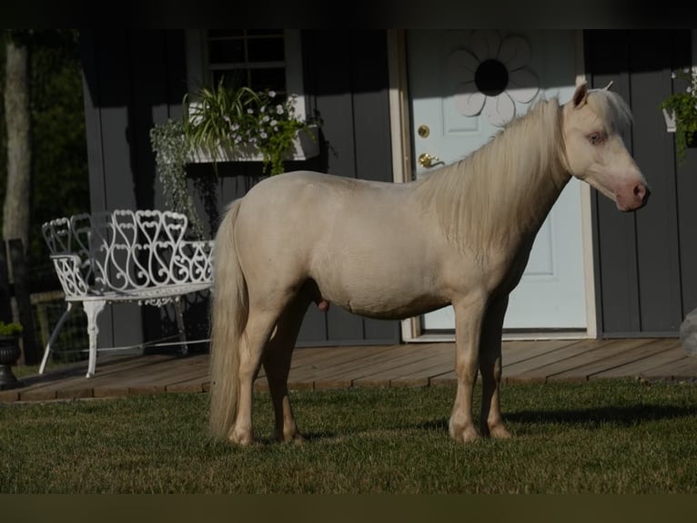 Fler ponnyer/små hästar Hingst 1 år 86 cm Cremello in Fresno