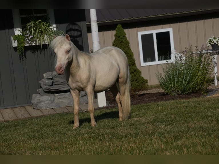 Fler ponnyer/små hästar Hingst 1 år 86 cm Cremello in Fresno